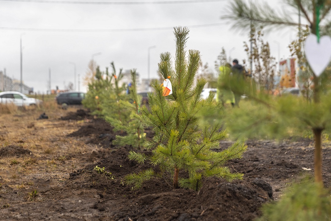 Фото - Сотрудники ЕВРАЗа совместно с Роспотребнадзором высадили деревья в Нижнем Тагиле